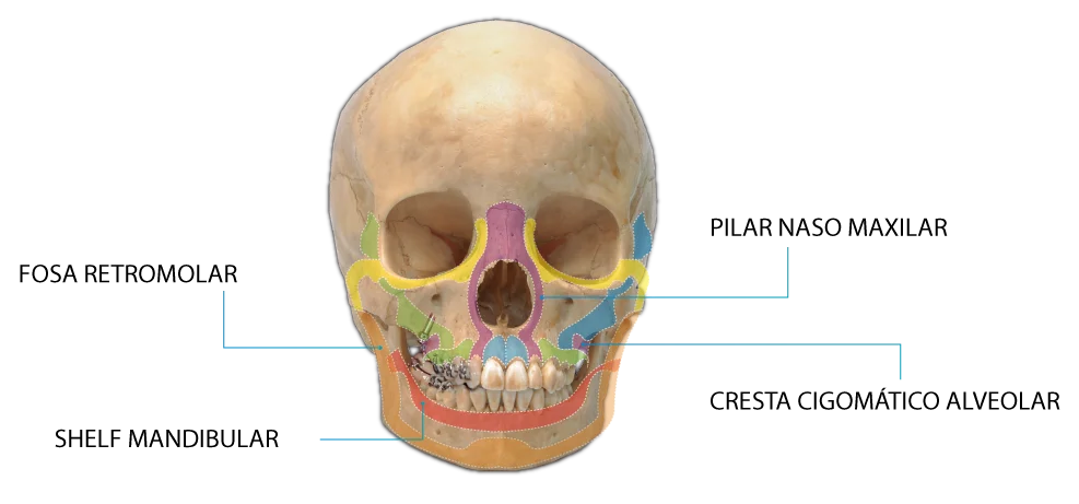 Estructuras anatómicas